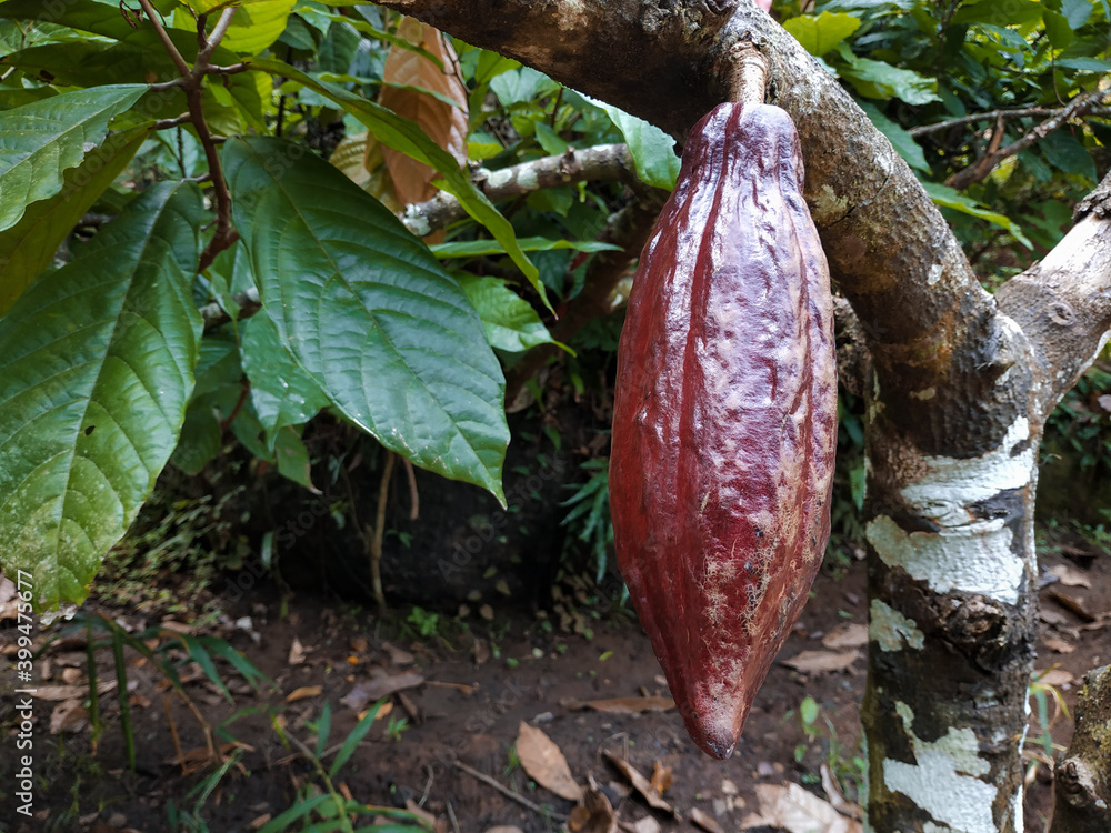 Close up of fresh cocoa pods hanging on a tree branch against a background of leaves Close up of fresh cocoa pods hanging on a tree branch against a background of leaves