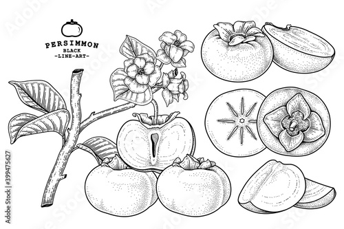 Set of fuyu persimmon fruit hand drawn elements botanical illustration © b.illustrations