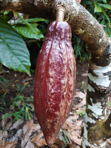 Close up of fresh cocoa pods hanging on a tree branch against a background of leaves