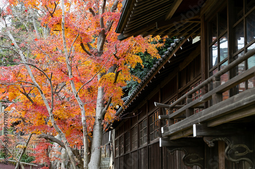 千葉県松戸市の本土寺の紅葉　日本