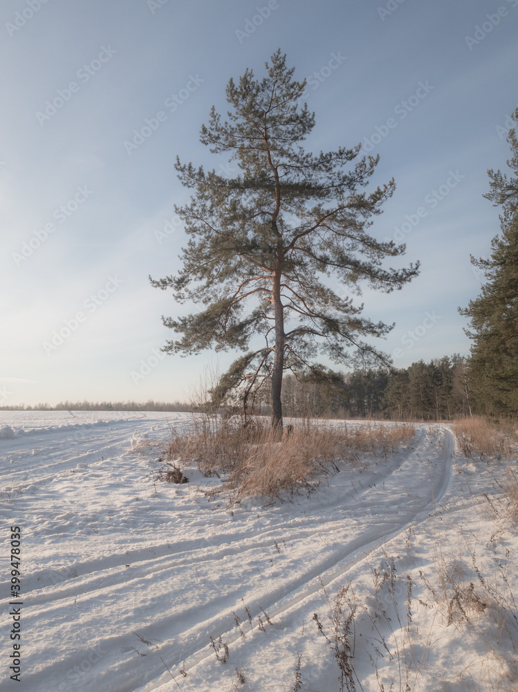 Obraz premium winter landscape with trees
