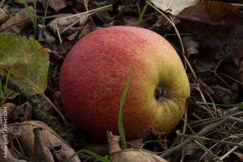 Ein Apfel auf dem Boden, wie er vom Baum gefallen ist photo