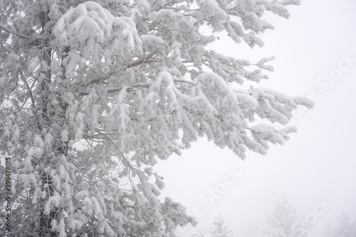 Fototapeta Naklejka Na Ścianę i Meble -  Spruce tree branch covered with snow in foggy winter day