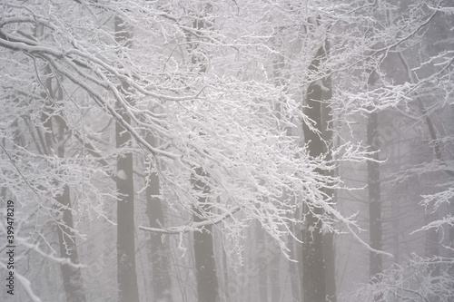 Fototapeta Naklejka Na Ścianę i Meble -  Beech tree branches covered with snow in misty winter day