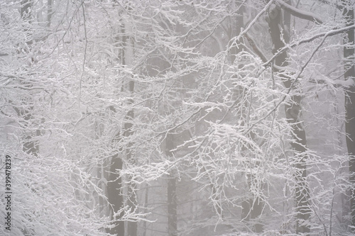 Fototapeta Naklejka Na Ścianę i Meble -  Beech tree branches covered with snow in foggy winter day