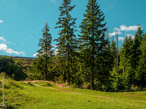 Green fir trees in a summer landscape on a sunny day.