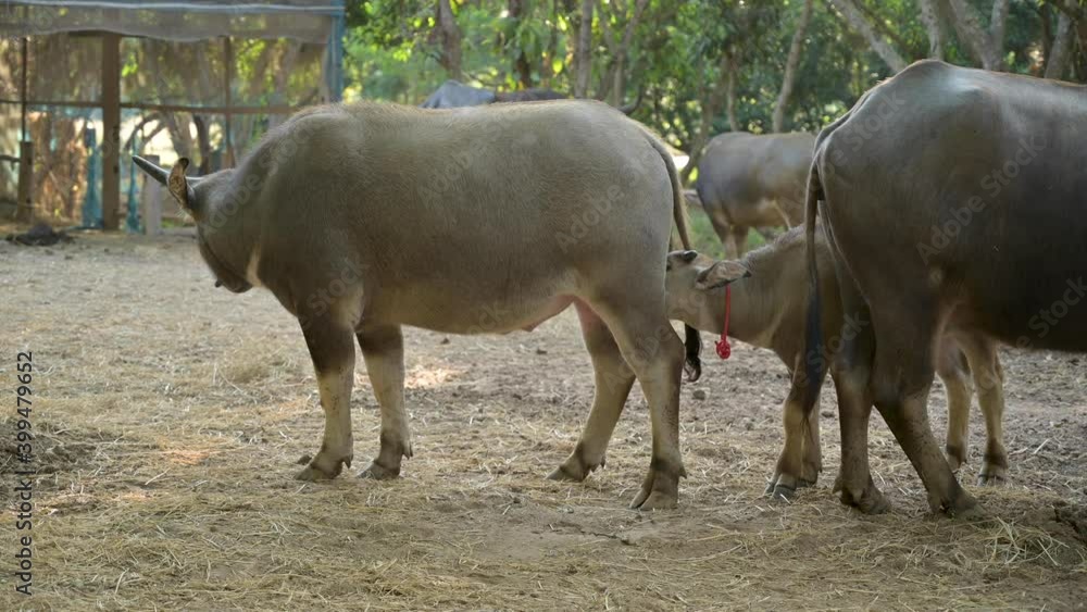 buffalo in a farm,Asia buffalo on field at sunset buffalo in a farm,Asia buffalo on field at sunset