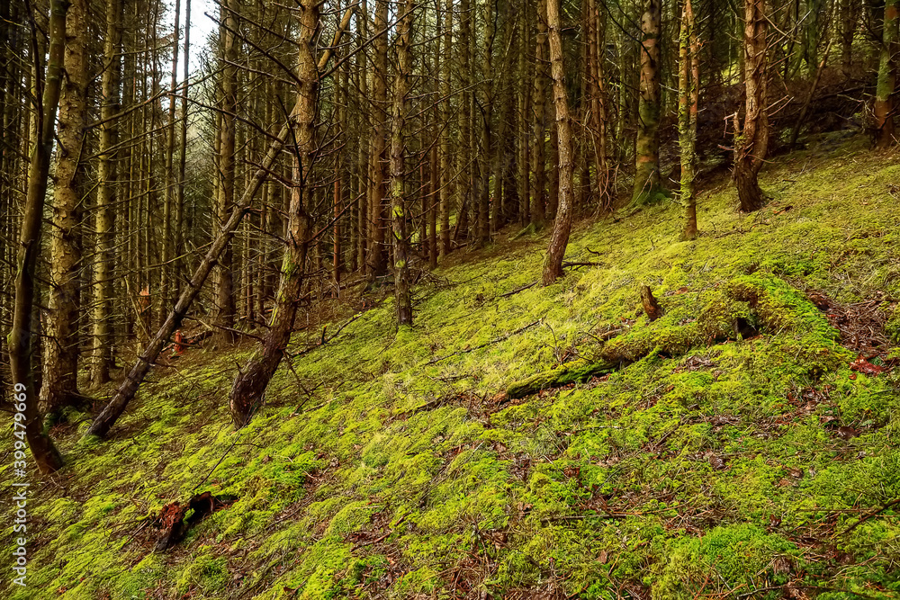 Fototapeta premium Narrow foot path in a forest on a hill. Knoncknarea, county Sligo, Ireland. Great trail with fresh air and great scenery. Outdoor activity concept