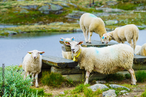 Sheeps in norwegian mountains photo