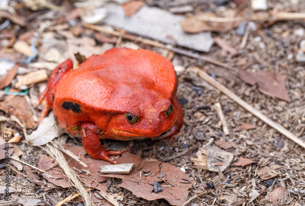 endemic animal red Tomato frog, species of genus Dyscophus (Dyscophus