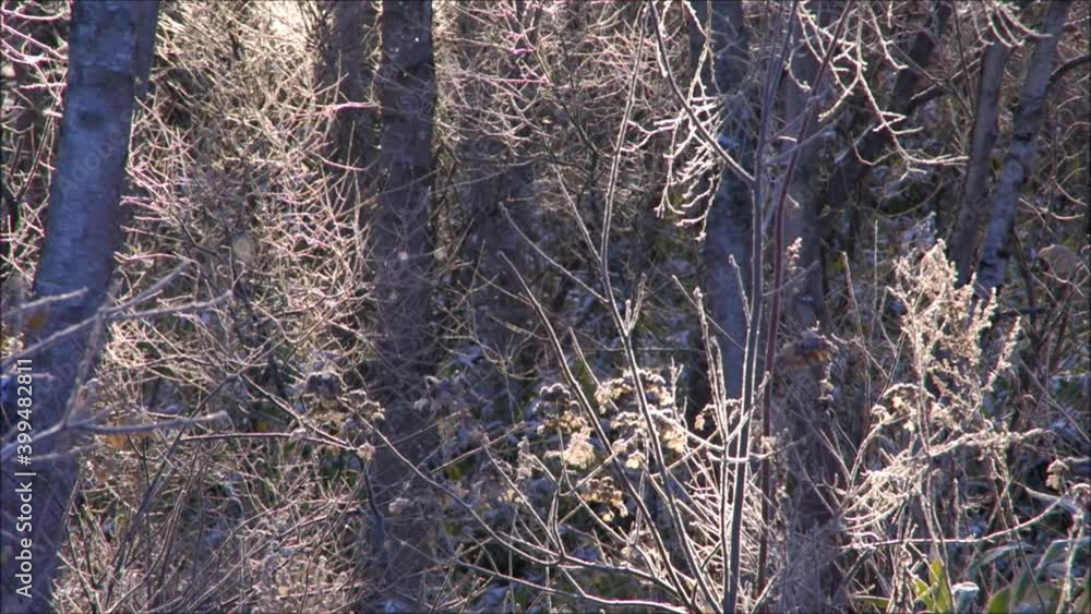 朝陽に煌めくダイヤモンドダスト 朝陽に煌めくダイヤモンドダスト