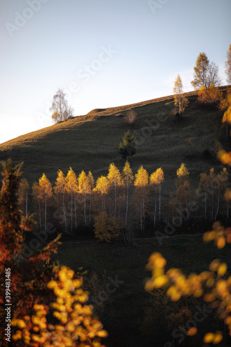  birch trees illuminated by the sun in the autumn rural village with blue sky background, Magura,Transylvania,Romania
