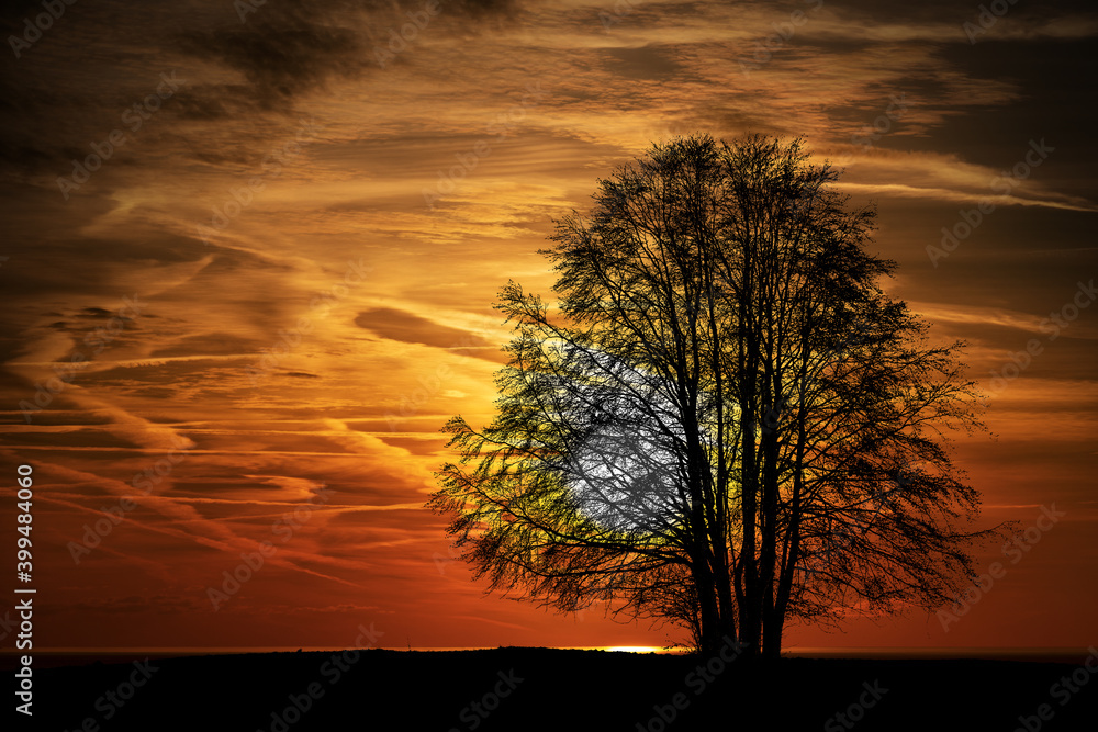 Silhouette of a lonely bare tree on a beautiful sunset in winter.