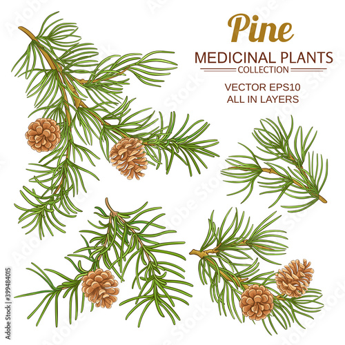 pine vector set