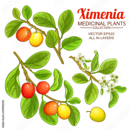 ximenia vector set