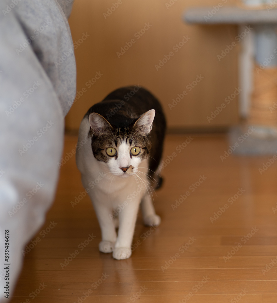 Naklejka premium 猫と暮らす キジトラ猫