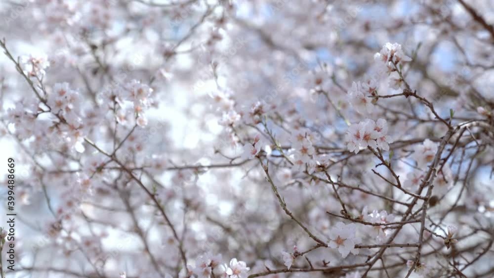 White cherry blossoms swaying in the spring breeze. Natural background. White cherry blossoms swaying in the spring breeze. Natural background.