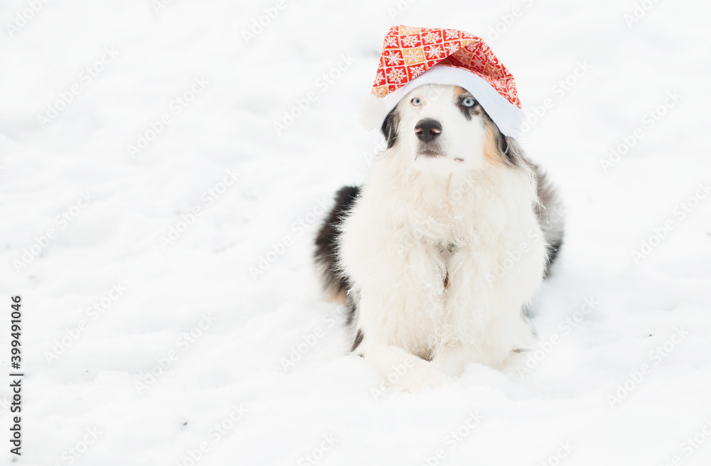 Australian shepherd in Santa hat lying in winter forest Australian shepherd in Santa hat lying in winter forest