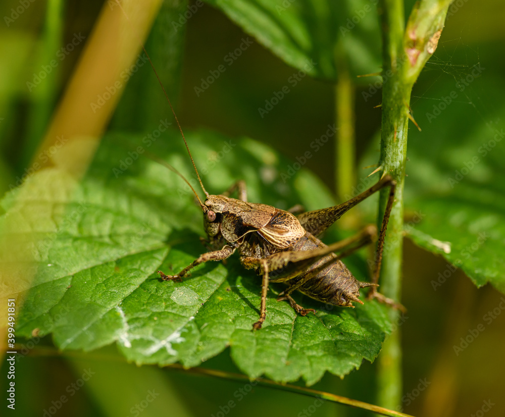 dark bush-cricket (Pholidoptera griseoaptera) on leaf dark bush-cricket (Pholidoptera griseoaptera) on leaf