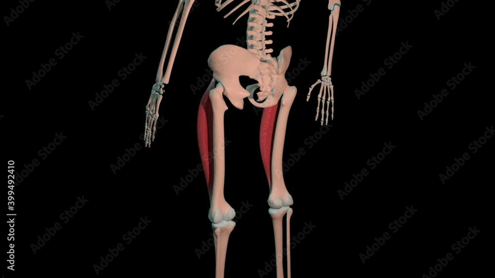 Rectus Femoris Muscles Full Roration Loop Rectus Femoris Muscles Full Roration Loop