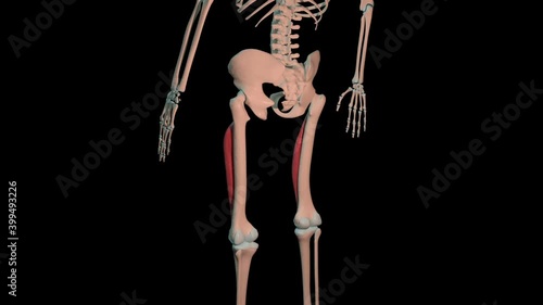 Vastus Intermedialis Muscles Full Roration Loop photo