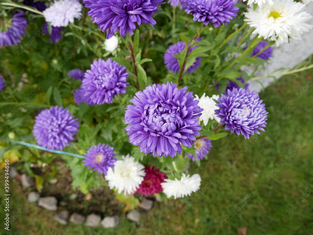 Beautiful purple chrysanthemums with droplets of water on the petals grow on the flowerbed on a sunny autumn day. Beautiful purple chrysanthemums with droplets of water on the petals grow on the flowerbed on a sunny autumn day.
