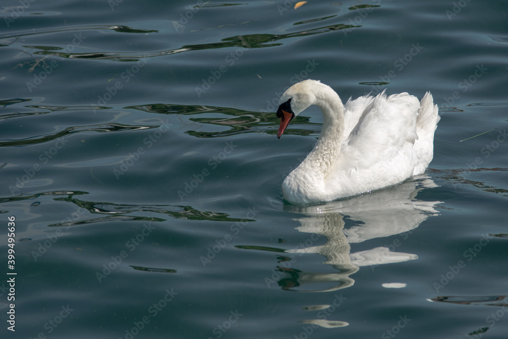 Naklejka premium CIGNO BIANCO IN ACQUA