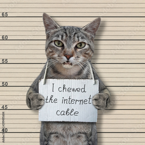 A gray cat criminal has a sign around his neck that says I chewed the internet cable. Lineup beige background.