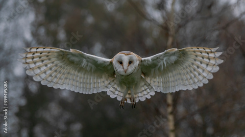 Flying Barn owl (Tyto alba), hunting. Bokeh autumn background. Noord Brabant in the Netherlands. Front shot.