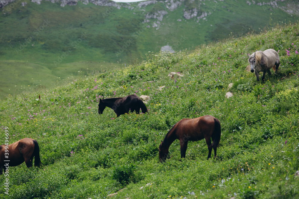 The nature of the Caucasus. Meadow and herd of horses The nature of the Caucasus. Meadow and herd of horses
