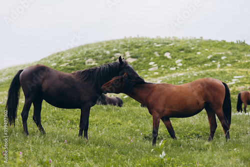 The nature of the Caucasus. Meadow and herd of horses