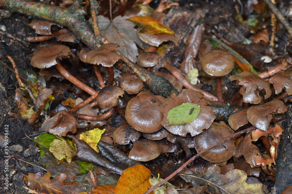 mushrooms in the forest mushrooms in the forest