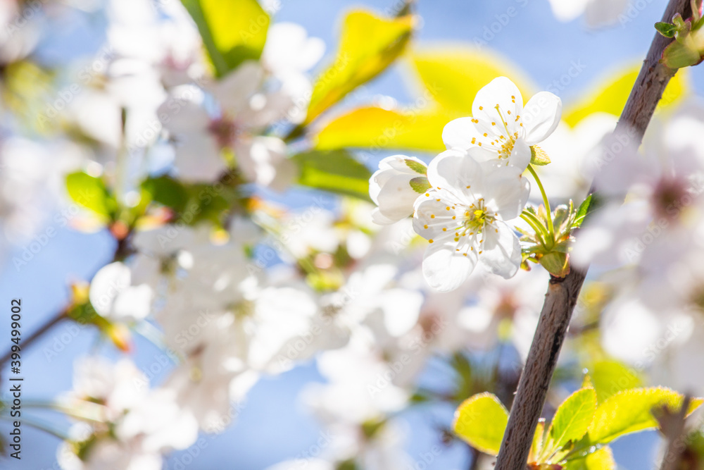 white cherry blossom closeup background blurred.Spring season.