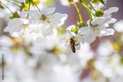 Bee collects honey on white cherry blossoms closeup blurred background. Spring season.