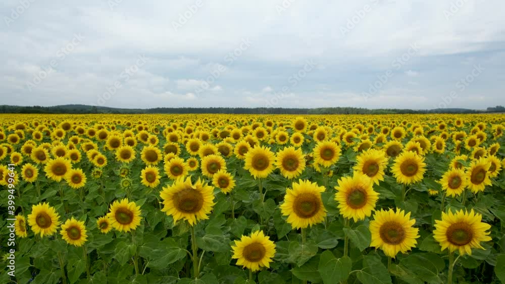 field of sunflowers and blue sky field of sunflowers and blue sky