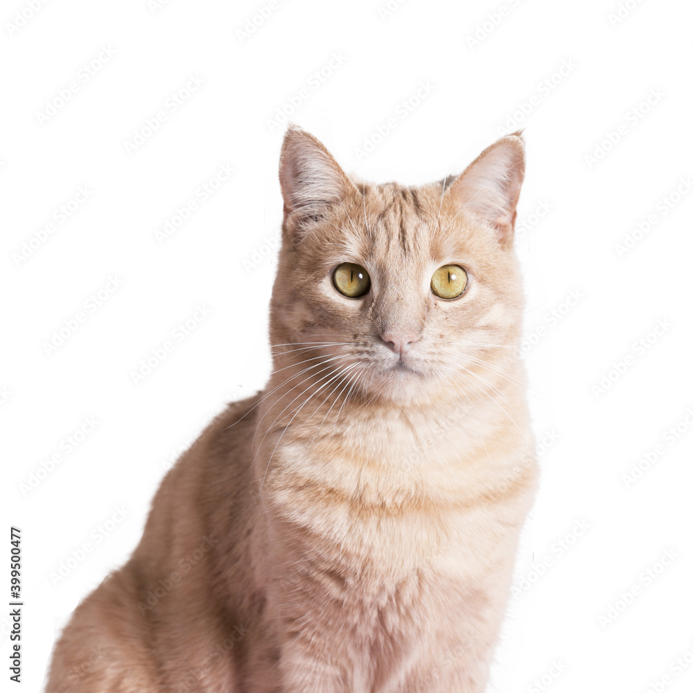 Obraz premium Beautiful cat front view isolated white background pet animal yellow eyes beige color