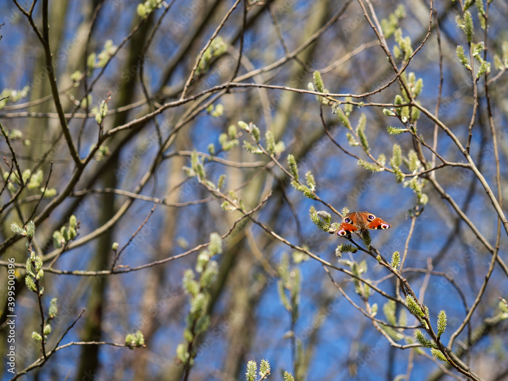 European peacock butterfly (Aglais io) feeding on catkin European peacock butterfly (Aglais io) feeding on catkin