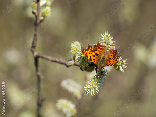 Comma butterfly (Polygonia c-album) feeding on catkin photo