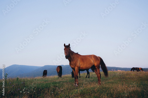The nature of the Caucasus. Herd of horses grazing © algrigo