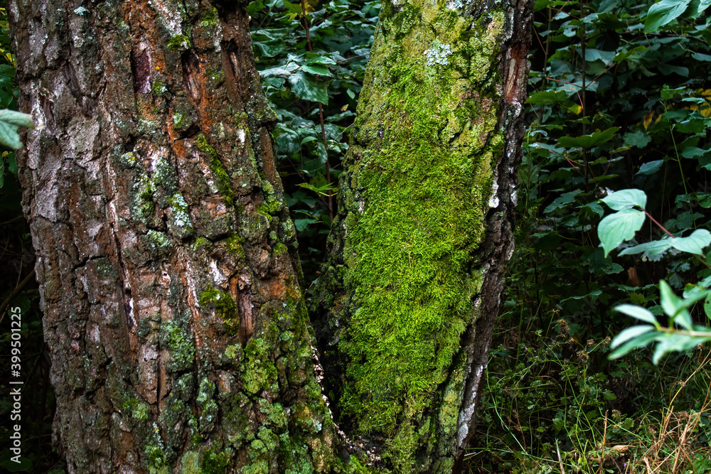 Fototapeta premium Tree trunk in a forest, Chisinau, Moldova