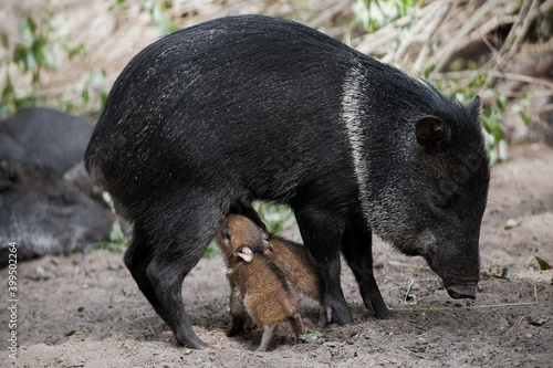 Collared Peccary (also javelina or skunk pig or pecari tajacu) is a medium-sized pig-like hoofed mammal of the family Tayassuidae (New World pigs). Two cute baby peccary with mother. First steps