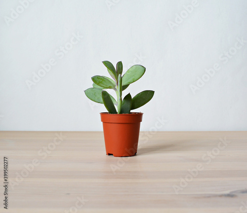Senecio crassicaulis blue-grey house plant in brown pot on wooden desk over white	 photo