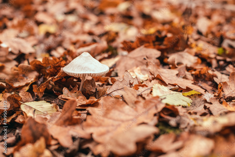 White poisonous and dangerous toadstool mushroom with a gray cap grows under yellow fallen leaves in the autumn forest. White poisonous and dangerous toadstool mushroom with a gray cap grows under yellow fallen leaves in the autumn forest.