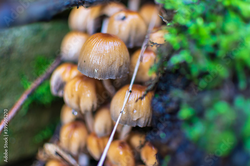 Mushroom along the canal