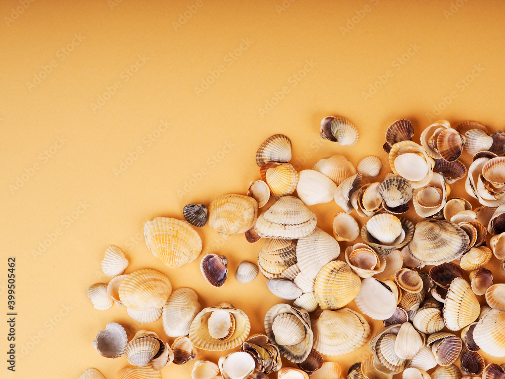 a lot of small shells on a solid background, a copy of the design space, the concept of rest, a postcard