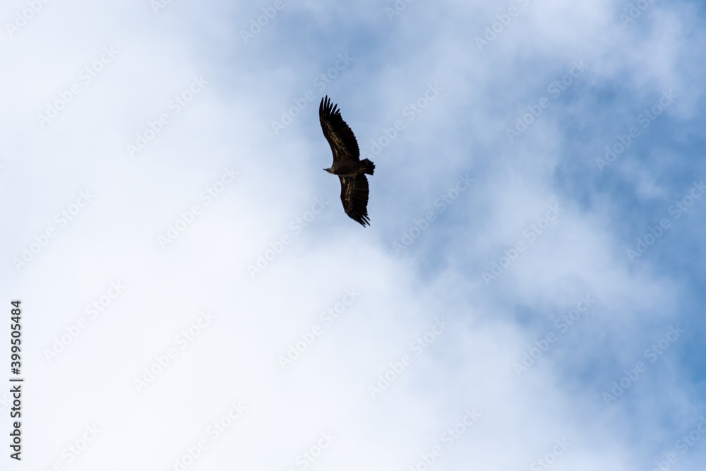 Vulture flying over a blue sky with clouds. Vulture flying over a blue sky with clouds.