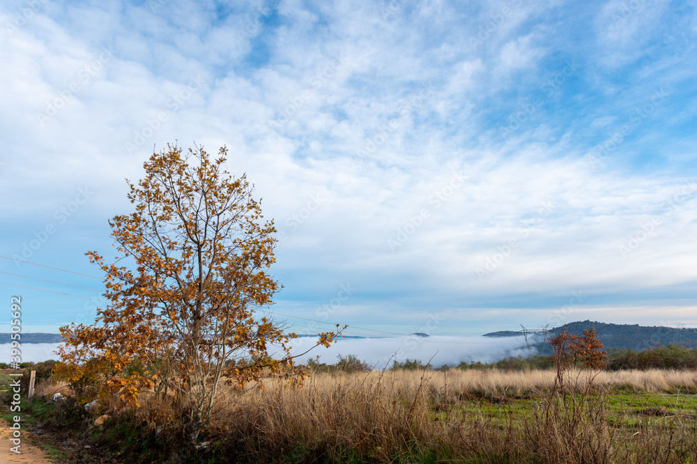 Golden tree with dry leaves in winter and fog. Golden tree with dry leaves in winter and fog.