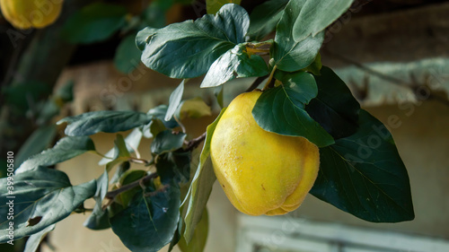 A growing yellow quince
