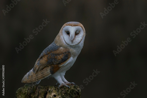 Cute and Beautiful Barn owl (Tyto alba) sitting on a tree trunk. Autumn background. Noord Brabant in the Netherlands. Closeup of an owl winking. Owl winks with one eye looking into the frame. 