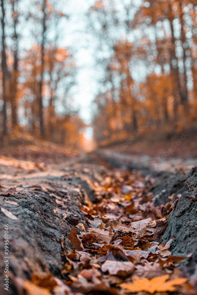 Beautiful beautiful oak leaves lie on dark ground in the autumn forest grove Beautiful beautiful oak leaves lie on dark ground in the autumn forest grove